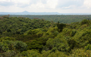 8 days Uganda wildlife safari