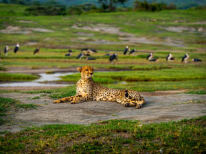 Travel to Tanzania