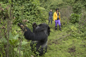 4 days double gorilla trekking