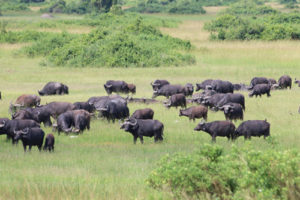 5 days Rwanda Uganda wildlife safari
