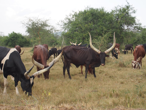 5 Days Uganda Wildlife Safari