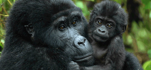 7 days Rwanda safari