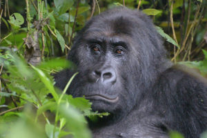 3 days lowland gorilla trekking