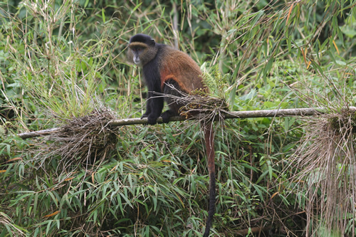 3 days golden monkey trekking and gorilla tour Rwanda