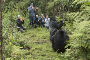 6 days Rwanda wildlife safari