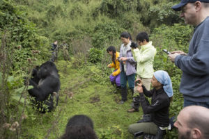 Double gorilla tracking in Uganda