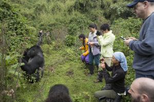 Mount gorilla tracking