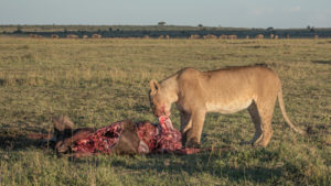 Animals in Serengeti National Park