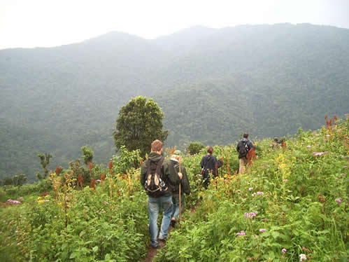 Coronavirus Measures/ Standard Operating Procedures for Gorilla Trekking