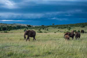 Facts about Masai Mara