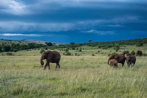 Facts about Masai Mara National Reserve