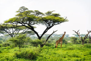 Facts about the Ngorongoro crater