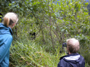 Gorilla tracking after COVID-19