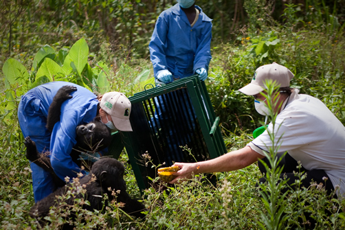 Uganda Gorilla trekking after COVID-19