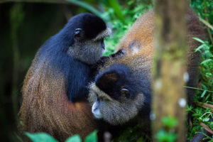 Gorilla trekking and visiting lake Kivu