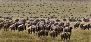 Information about Serengeti National Park