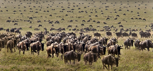 Animals in Serengeti National Park