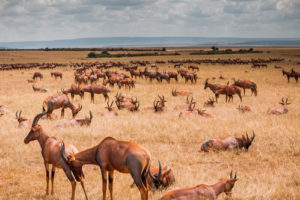 Maasai Mara Kenya