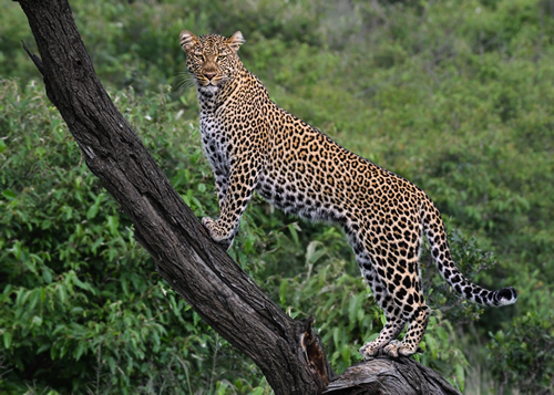 Masai Mara National Reserve