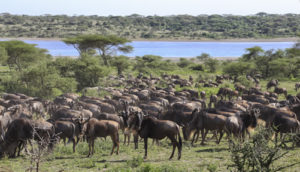 Ngorongoro Conservation Area Tanzania