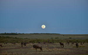Activities in Masai Mara National Reserve
