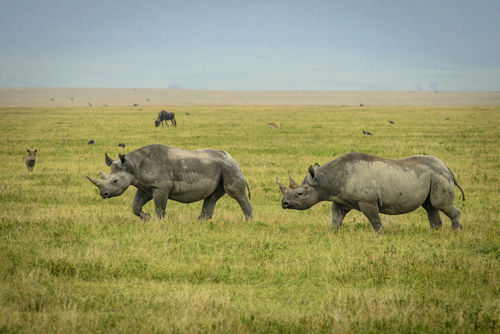 Attractions In Ngorongoro Crater and Conservation Area