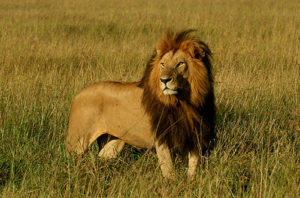 Things to see in Masai Mara National Reserve
