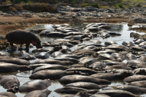 Activities to do in Serengeti National Park