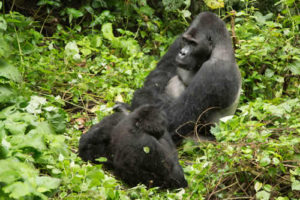 Facts about Grauer's gorillas