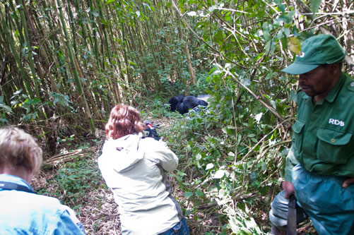 How to Photography gorillas in Uganda