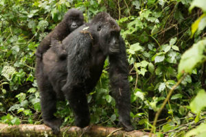 Grauer's gorilla