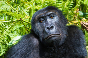 Grauer's gorilla conservation