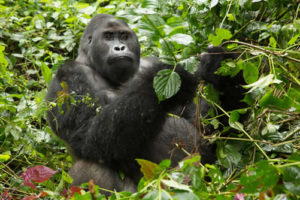 Grauer's gorilla habitat