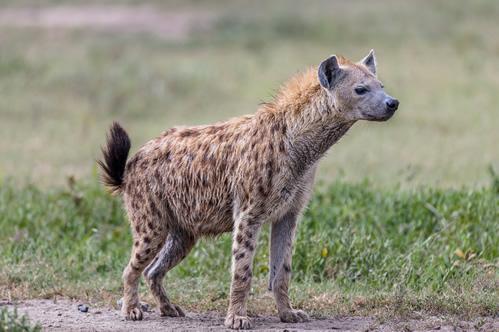 Attractions in Serengeti National Park