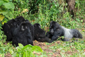 Documenting gorillas
