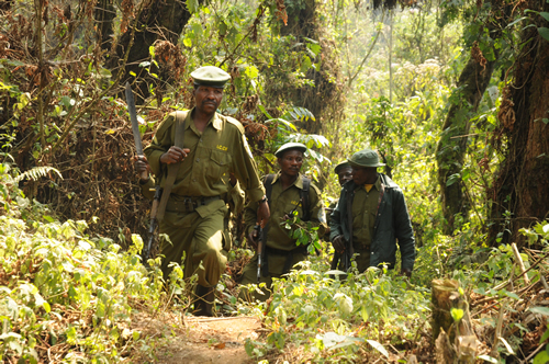 Eastern Lowland Gorilla Conservation