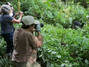 Filming gorillas
