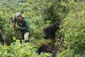 Filming gorillas in Congo