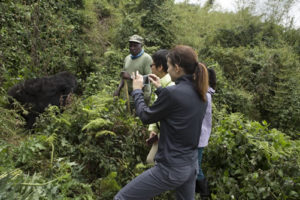 Filming gorillas in Rwanda