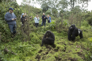 Gorilla documentaries