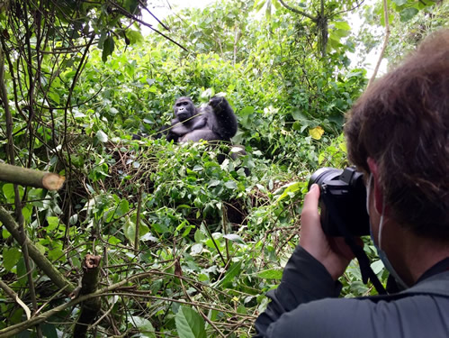 Gorilla Documentaries and Filming