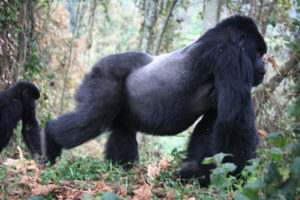 How to photograph gorillas