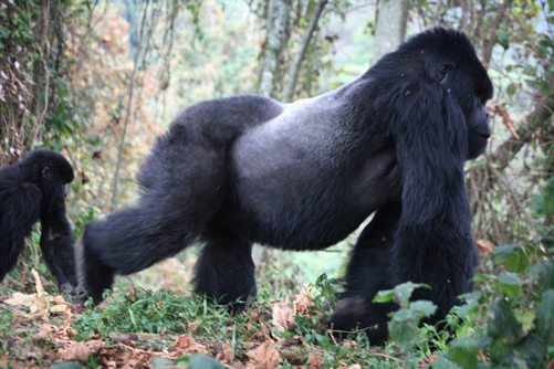 How to photograph gorillas in Rwanda