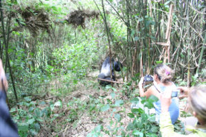 How to photograph mountain gorillas