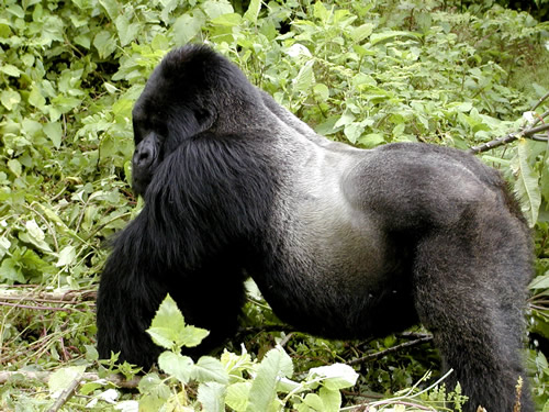 How to photograph gorillas