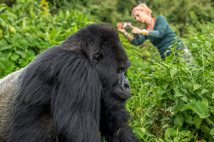 photograpahing gorillas