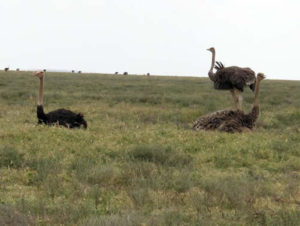 Things to do in Serengeti National Park