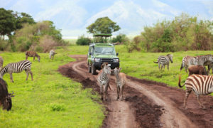 Top things to do in Serengeti