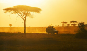 What to do in Serengeti