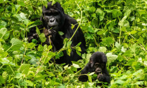 Age for gorilla trekking